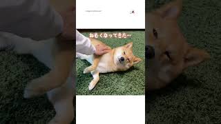 【これで一撃😴】柴犬の寝かしつけ方｜PECO