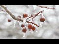 greenland s ice sheet receives rainfall for the first time in recorded history