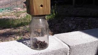 Why Carpenter Bees Stay In The Trap