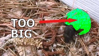 Dung Beetle makes HUGE Mistake