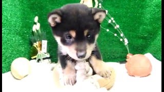 豆柴子犬11/5　女の子♀2　摂州宝山荘　shiba inu mini （mameshiba）