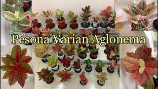 Update Varian Dan Harga Aglonema