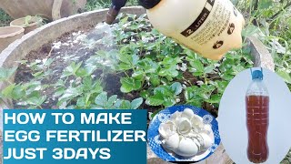 How to Make Eggshell Fertilizer /Fast &Easy