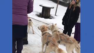 Sirdal Huskyfarm ||Sirdal  Norway || Winter Sport