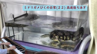 ミドリガメぴくの日常（２２） 高速後ろ泳ぎ　マイブーム