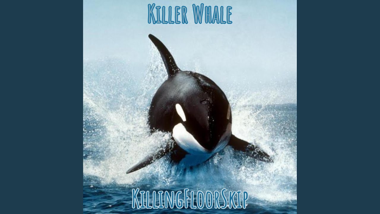 Killer Whale Youtube