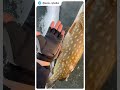 Отличная щучка на жерлицу 👍 fishing щука трофей рыбалка