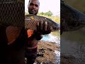 😱😲அல்லிச்செடியில் ஒளிந்திருந்த ராட்சத கெண்டை மீனை பாருங்கள் village life fishing fishing shorts