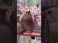 【文鳥雛】なかなか寝かせてもらえない桜文鳥れいくん shorts 文鳥 文鳥雛