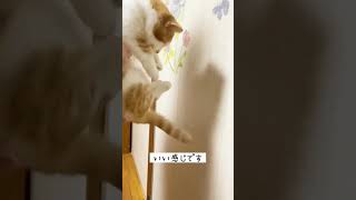 短足ねこの壁ドンチャレンジ【短足マンチカン】#shorts