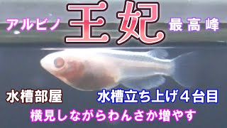 【メダカ飼育】王妃～横見水槽立ち上げ……卵から育てようシリーズ