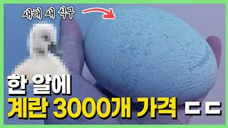 이런 귀한 알을.. 유튜브 최초로 시작합니다