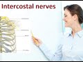 Intercostal Nerves: A Comprehensive Guide