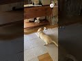 くねくねしながら近づくワンコさん｜peco 犬と猫 ハチワレ 白黒猫 雑種犬 犬と猫のいる暮らし dogandcat blackandwhitecat dogandcatlife