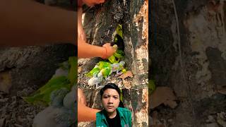 Induk Burung Ini Hanya Melawan Saat Pemburu Mengambil Anaknya #shortsvideo #sarangburung #burung