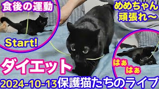 2024ｰ10−13 保護猫たちの「ほっこり猫ライブ」ハッチ＆マック＋黒猫めめ＋がんサバイバーママ Cat live Stream in Japan -Cat Life TV