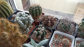 КАКТУСЫ из собственных семян🌵Какой будет всхожесть🤔