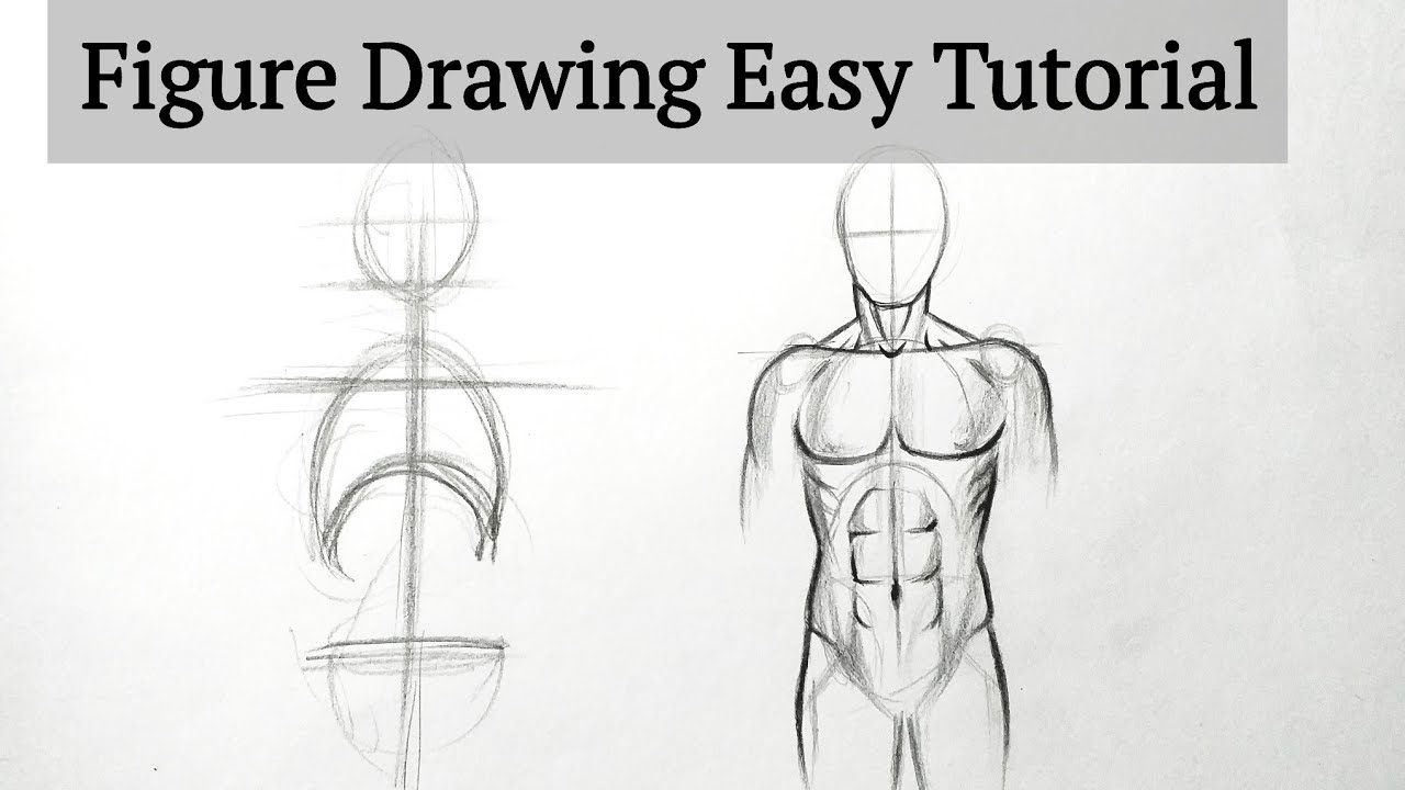 How To Draw Male Body Anatomy