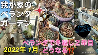 【多肉植物】【ベランダ】【冬越し】【多肉棚】【我が家のベランダガーデン】ここにゃんたベランダチャンネルvol.89