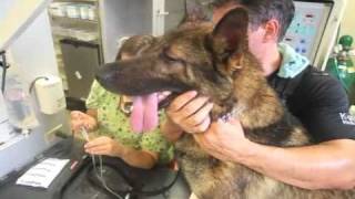 Orlando police K-9 unit: 'Hardest-working unit' sometimes pushed to limit