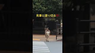 Nara  japan  道路横断は日々の日課。🤗　#shorts  #奈良の鹿  #奈良公園  #deer  #narapark