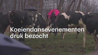 Weideseizoen begonnen: koeiendansevenementen druk  bezocht - RTL NIEUWS