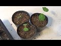 タネから育てるナスタチューム❢🌱how to grow nasturtium from seed🌱