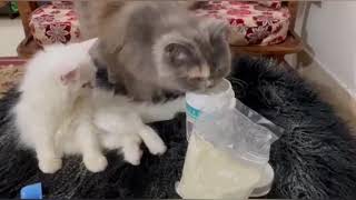 Best milk for Newborn kitten |বাচ্চা বিড়ালের জন্য সবচেয়ে ভালো দুধ কোনটি? |  MIDALAC Milk |