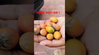 କହିଲେ ଆଜ୍ଞା ଏଇଟା କୋଉ ଫଳ #music #newsong