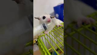 adorable white sugar glider drink milk 蜜袋鼯 喂奶 フクロモモンガ ミルク飲み #フクロモモンガ #sugarglider #蜜袋鼯 #shorts #pets