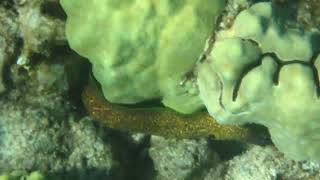 Yellow Margin Moray Eel