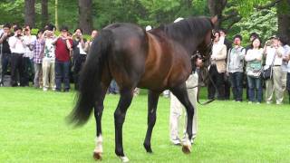 ディープインパクト　スタリオンステーションの種牡馬展示　2011－06－12