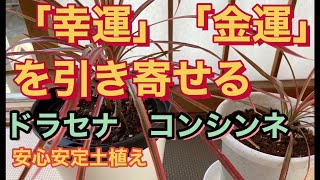 #ドラセナコンシンネ(レインボー)「幸運」と「金運」を引き寄せる　ハイドロカルチャーから土植えに❗️ #コンシンネ植え替え🪴