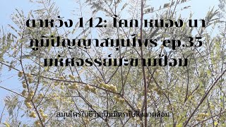 ตาหวัง 142: โคก หนอง นา ภูมิปัญญาสมุนไพร ep.35 มหัศจรรย์มะขามป้อม