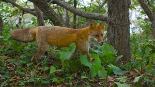 Foxes Spiritual Meaning