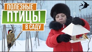 Вредные и полезные птицы на дачном участке ☘  Как привлечь птиц на свой участок