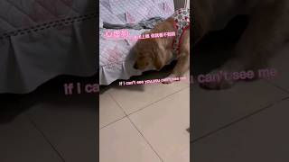 心虚的狗，只要我闭上眼睛你就看不见我 #狗狗 #dog #golden #金毛 #pets #宠物