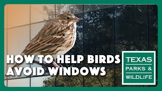 How To Help Birds Avoid Windows