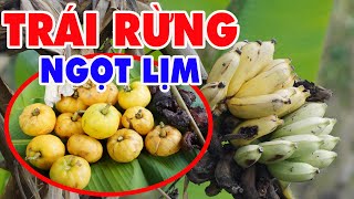 TRÁI RỪNG NGỌT LỊM VÀ MÓN GỎI TỪ CÂY CHUỐI MỒ CÔI | FOREST FRUITS AND FOOD FROM THE FOREST BANANA