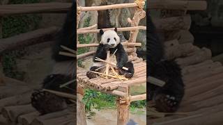 马来西亚国家动物园🇲🇾🐼Zoo negara #马来西亚 #zoo #zoonegaramalaysia #malaysia