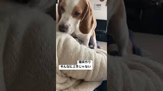 寝床作りをするビーグル犬…そんなに上手じゃない#ビーグル #ビーグル犬#beagle#shorts