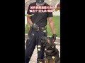 国庆假期遇警犬执勤，吸引无数游客围观，这个