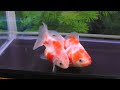 ２尾セット【蒼い錦魚】琉金ショートテール2歳8.5cm Ｅ