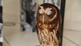 Cute owl gives eskimo kiss