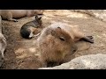 マッサージをしたら笑顔になったカピバラさん★capybara smile relaxing massage 神戸どうぶつ王国