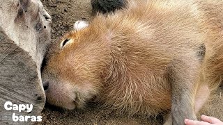 マッサージをしたら笑顔になったカピバラさん★Capybara Smile|Relaxing Massage/神戸どうぶつ王国