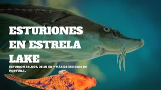 Esturiones en Estrela Lake, esturion beluga de 65 KG y más de 350 kois en Portugal