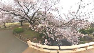 新宿御苑の桜