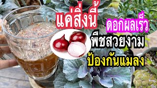 สูตรปลอดภัย!!แค่1ช้อน1ซองปุ๋ยน้ำสูตรเร่งดอกเร่งผลเร่งเปิดตาดอกผักงามไล่แมลงมดแบบตัดวงจรแม่ก้อยพาทำ