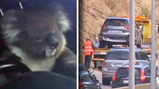 Koala Rescued After Causing 5-Car Australia Freeway Accident